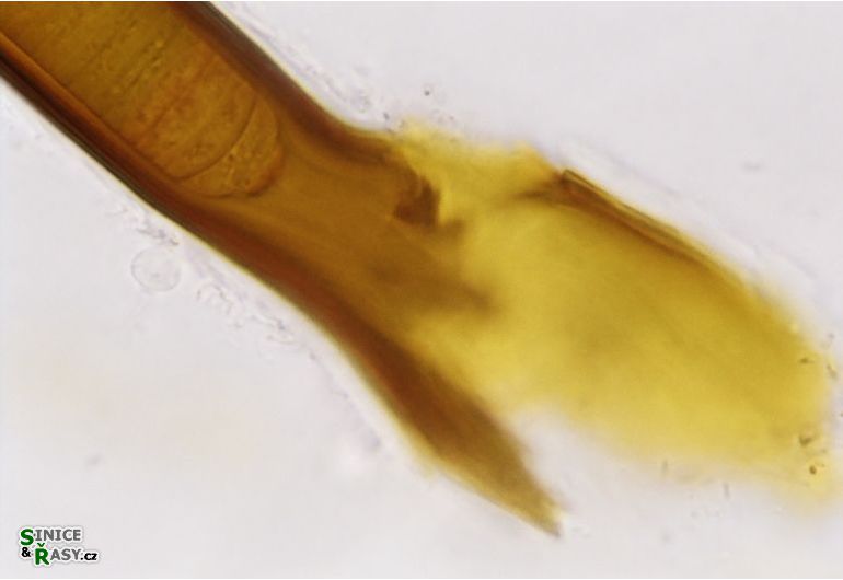 Lyngbya aestuarii
