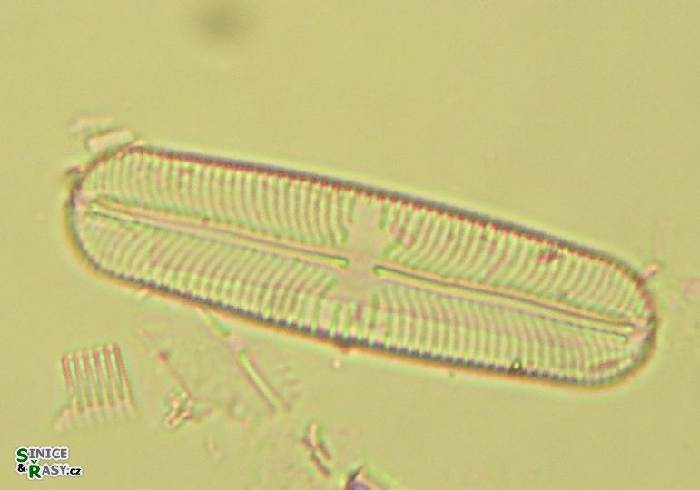 Navicula pupula