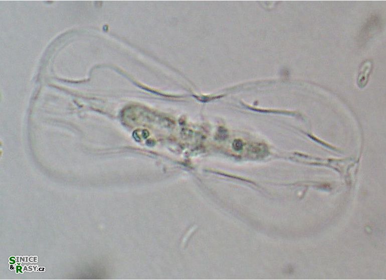 Entomoneis paludosa