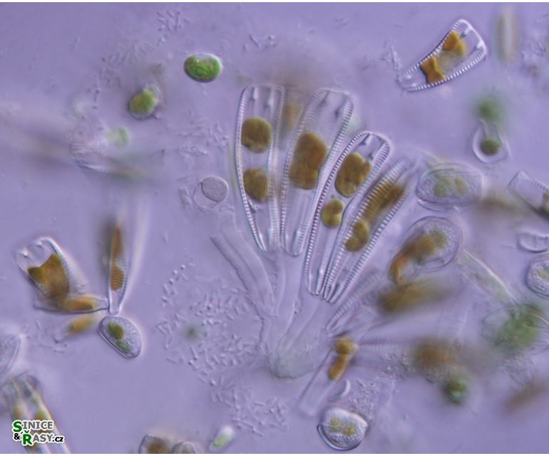 Rhoicosphaenia abbreviata