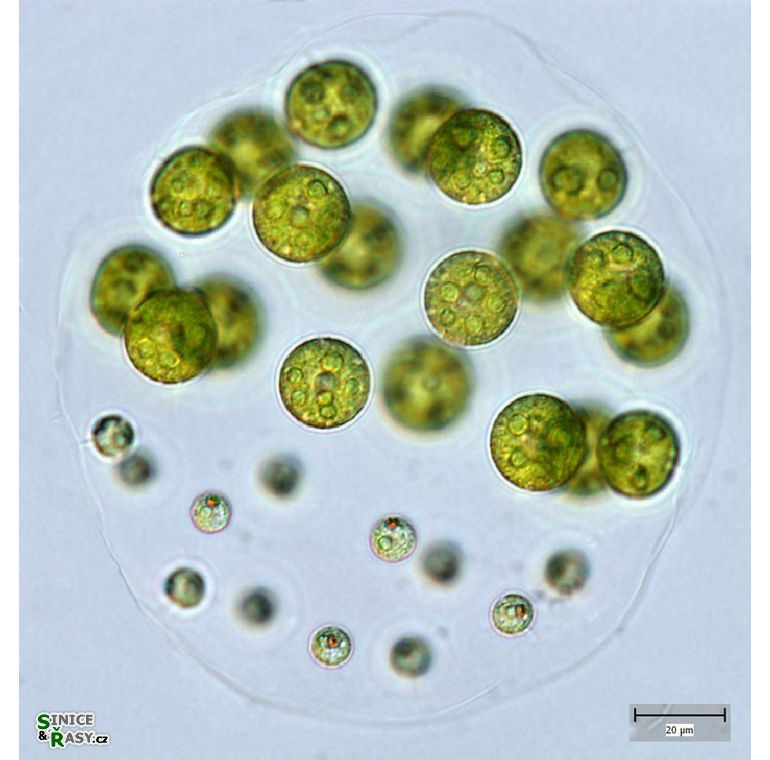 Pleodorina indica