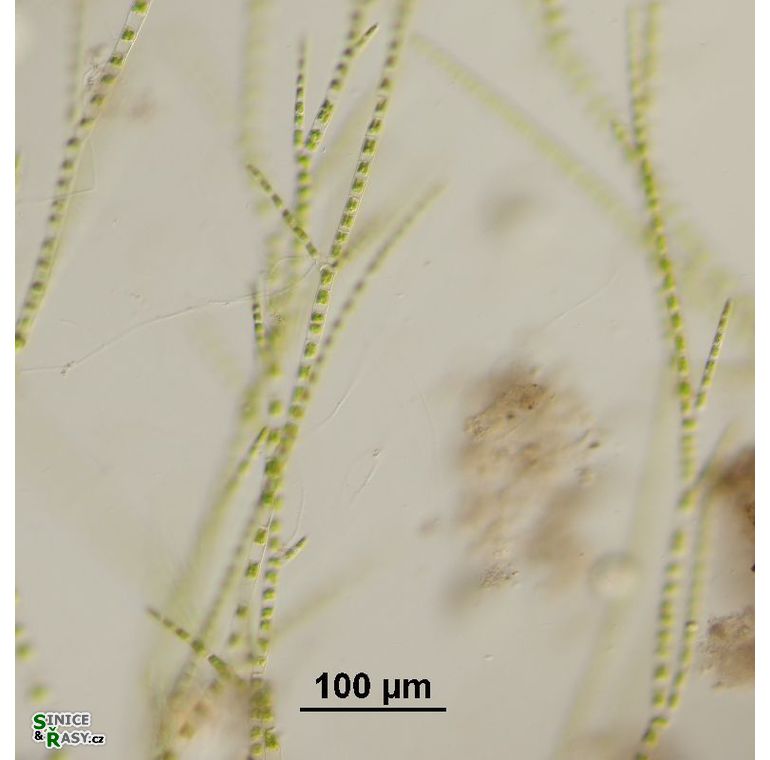 Stigeoclonium tenue