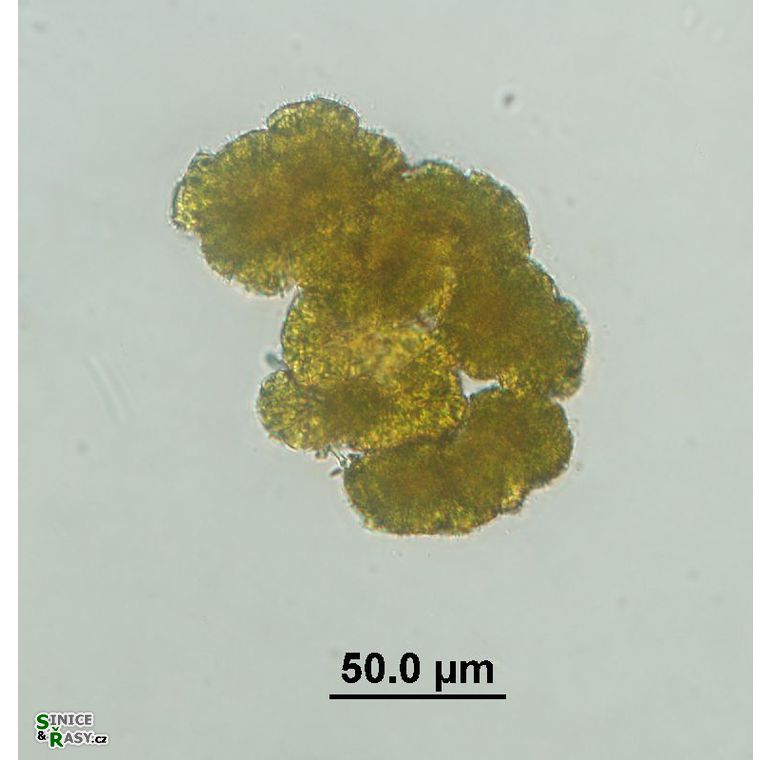 Botryococcus neglectus