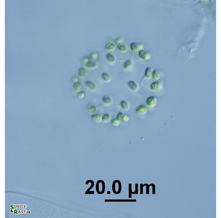 Hindakia tetrachotoma
