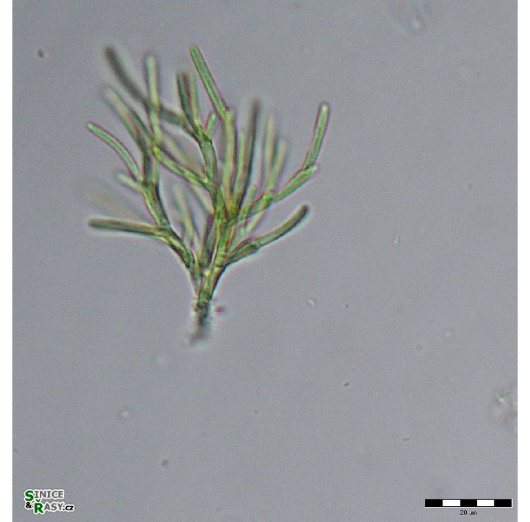 Microthamnion sp. 