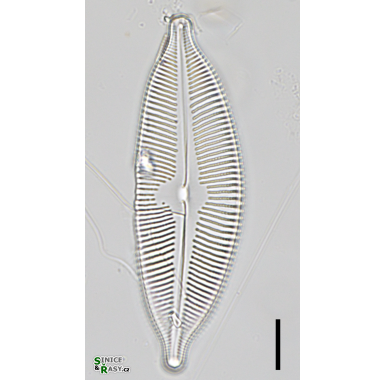 Cymbopleura cuspidata