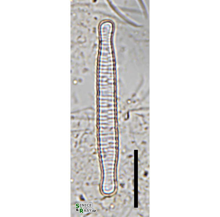 Fragilariforma bicapitata