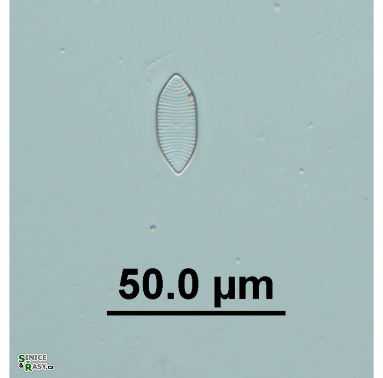 Nitzschia separanda