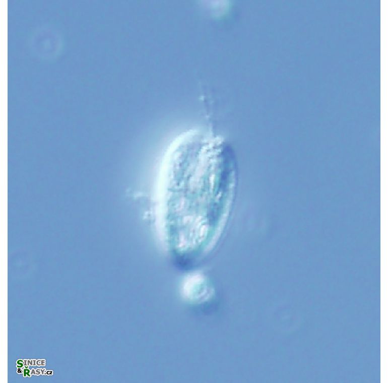 Cryptomonas cf. ovata