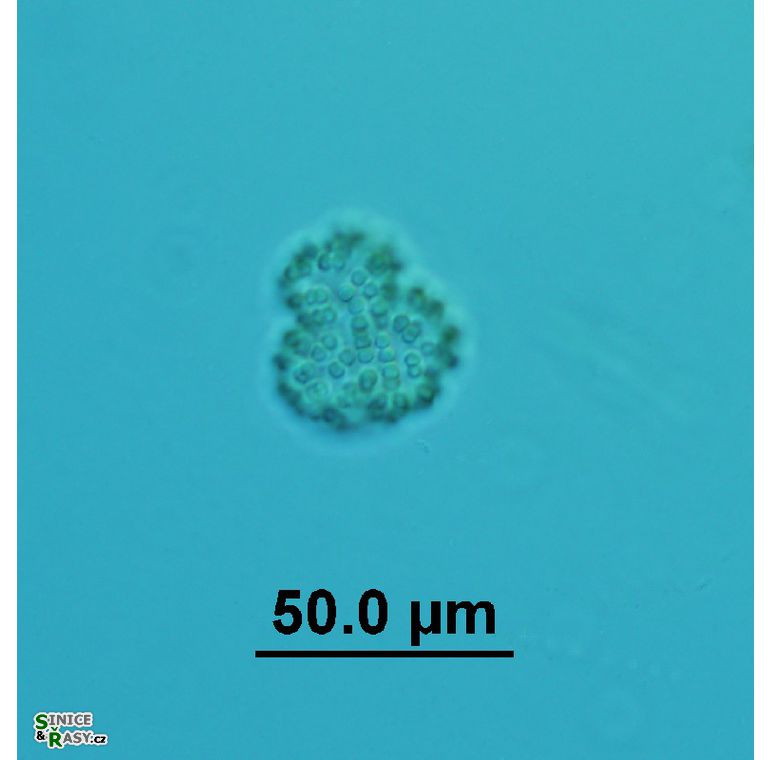 Snowella litoralis