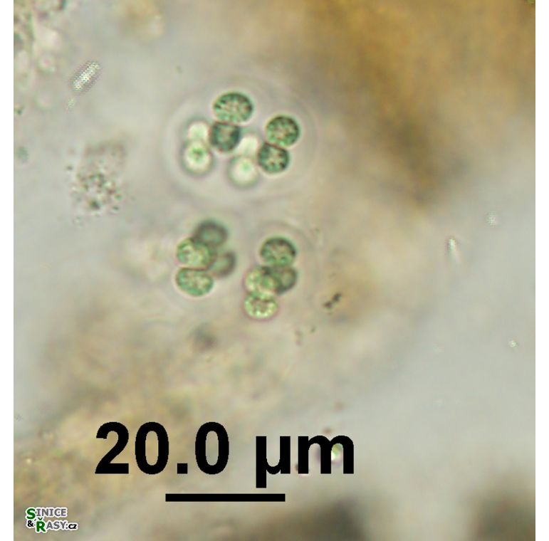 Eucapsis alpina
