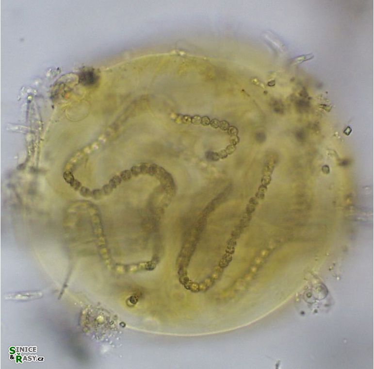 Nostoc planctonicum