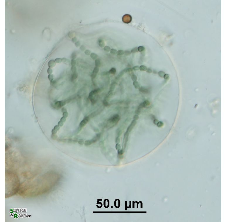 Nostoc sp. 