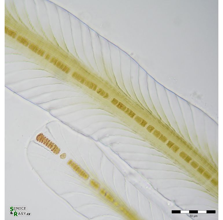 Petalonema alatum