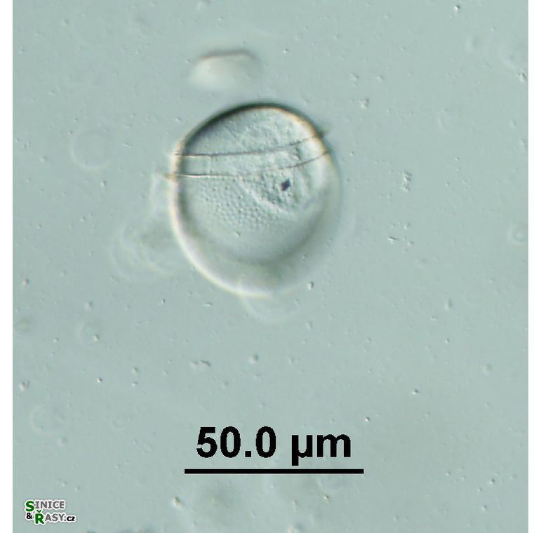Phalacroma cf. rotundatum