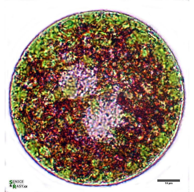 Euglena sanguinea