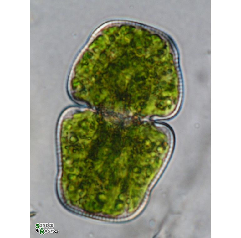 Cosmarium holmiense