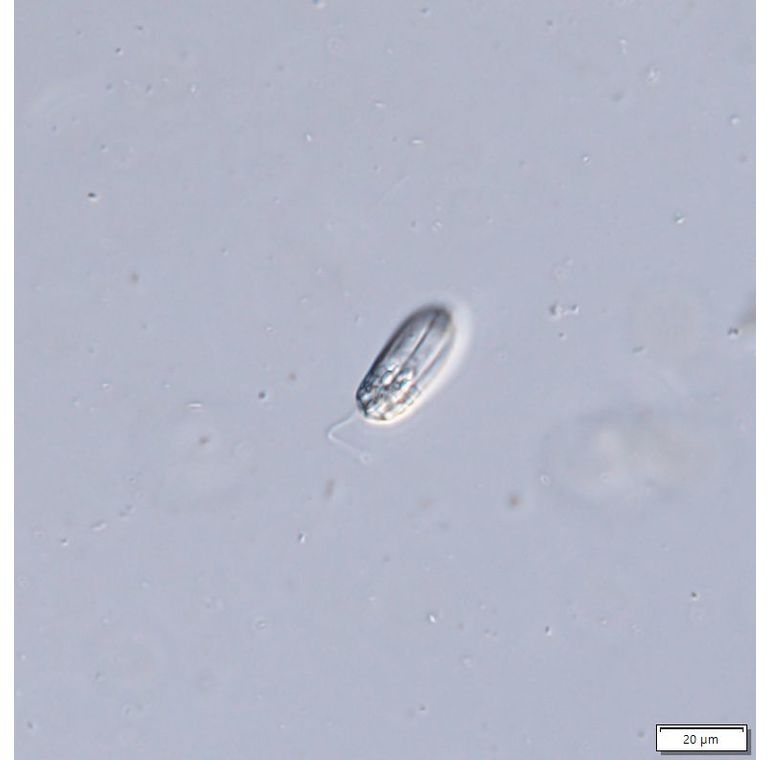 Rhabdomonas costata