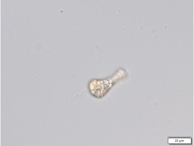 Distigma glabrum