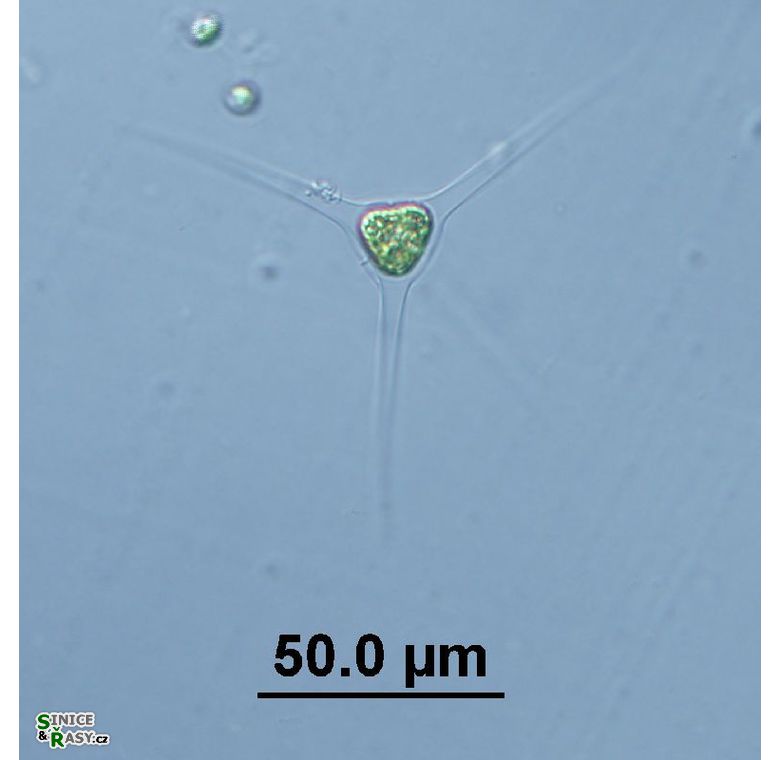 Treubaria schmidlei