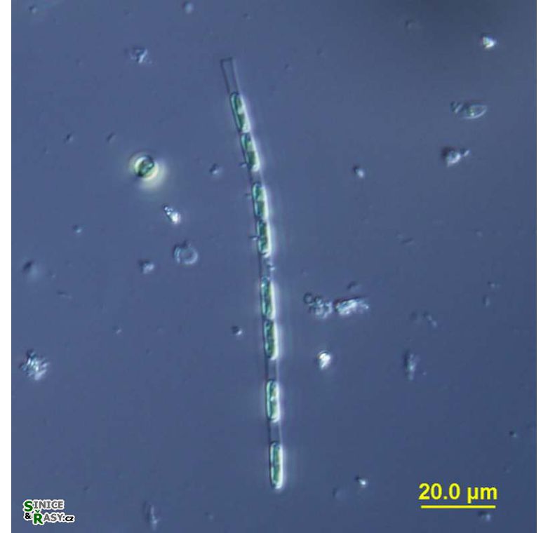 Geminella interrupta