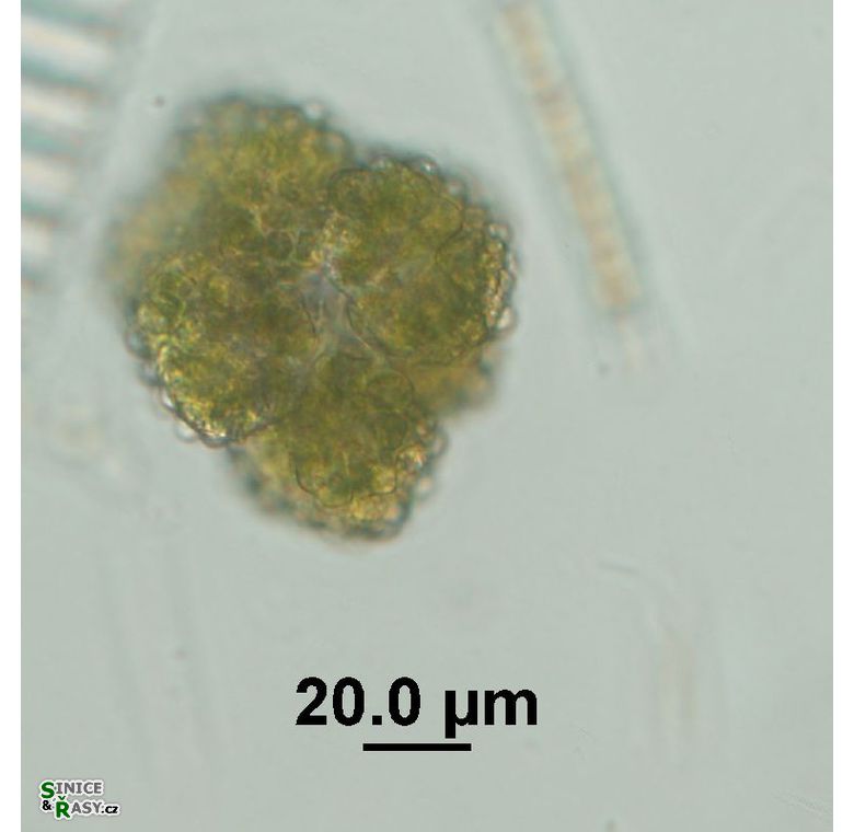 Botryococcus braunii