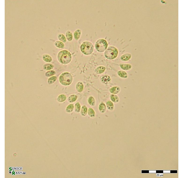 Mucidosphaerium pulchellum