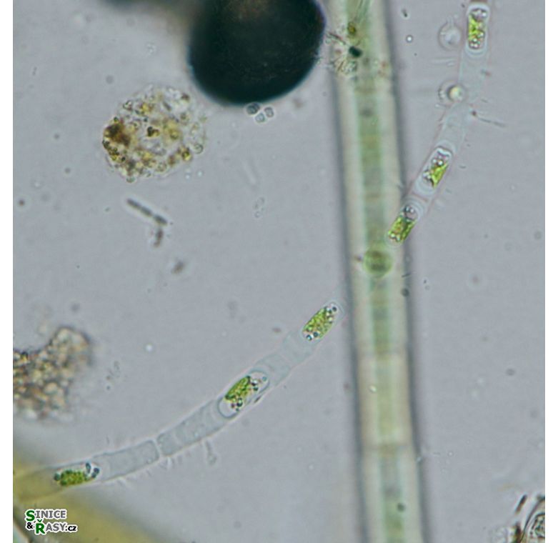 Binuclearia tectorum