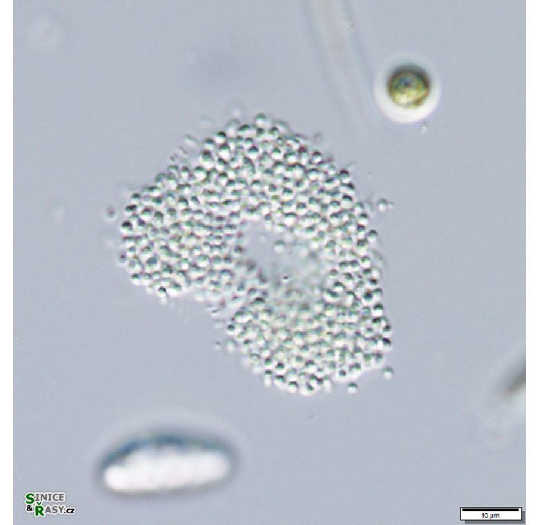 Aphanocapsa sp. 