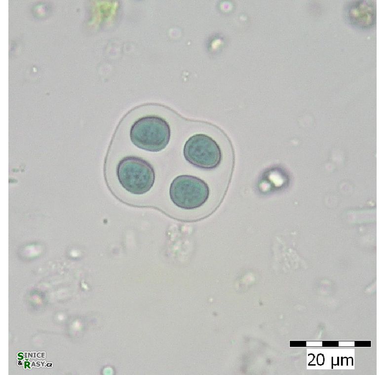 Chroococcus mipitanensis