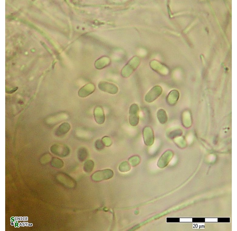 Gloeothece opalothecata
