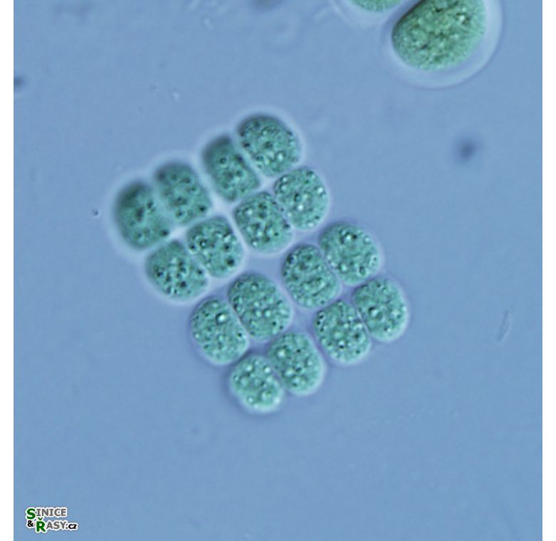 Merismopedia angularis