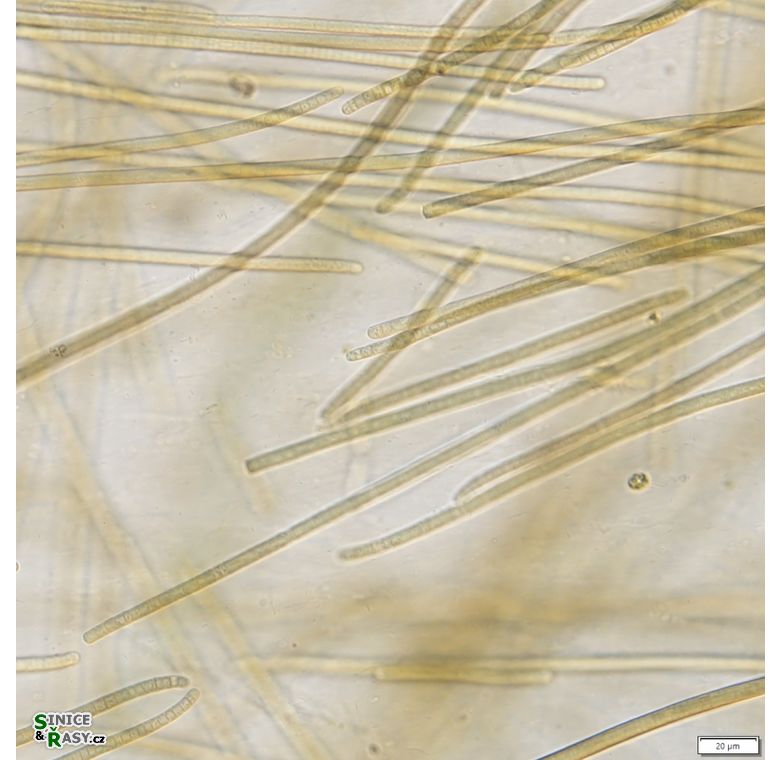 Anagnostidinema amphibium 