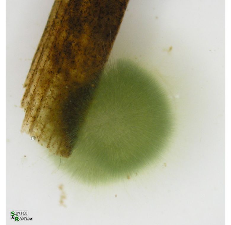 Gloeotrichia sp.