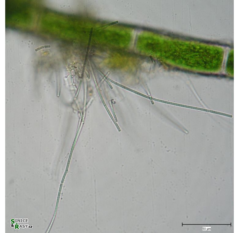 Heteroleibleinia