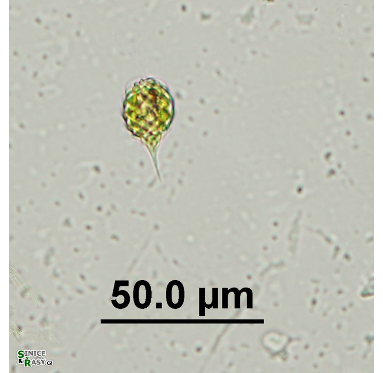 Monomorphina pyrum
