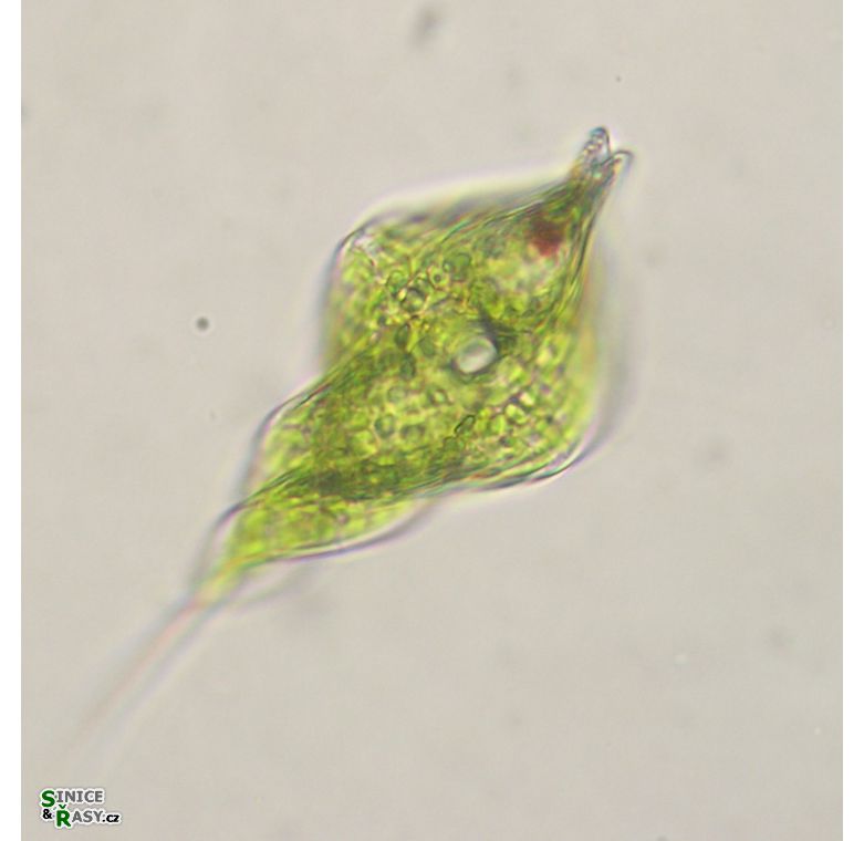Phacus helicoides