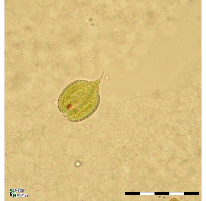 Phacus monilatus