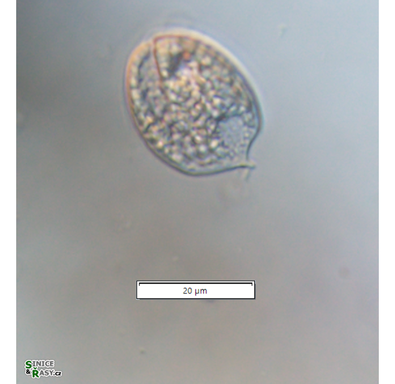 Phacus ocellatus