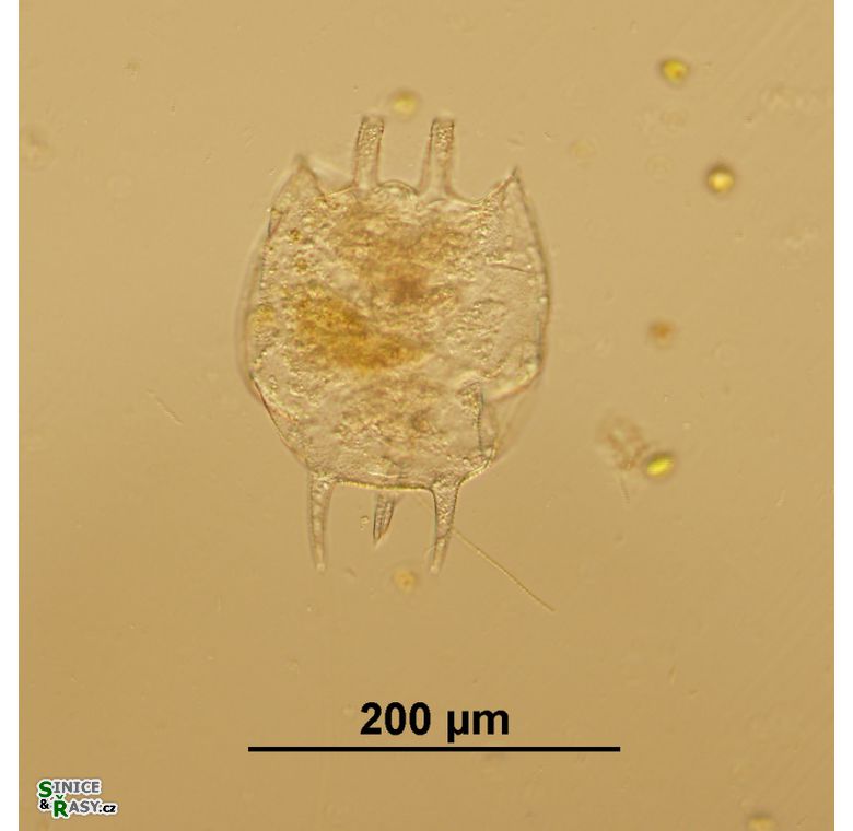 Platyias quadricornis