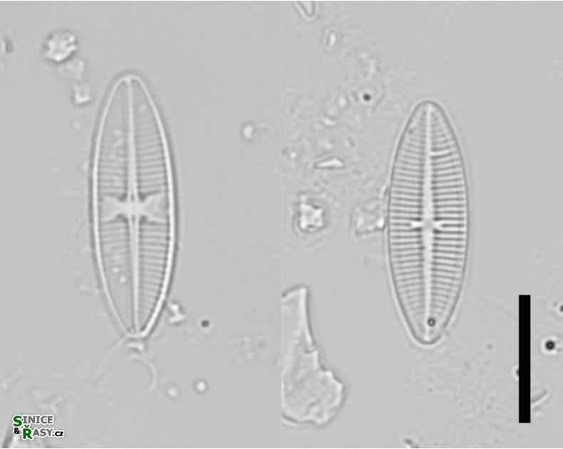 Lemnicola hungarica