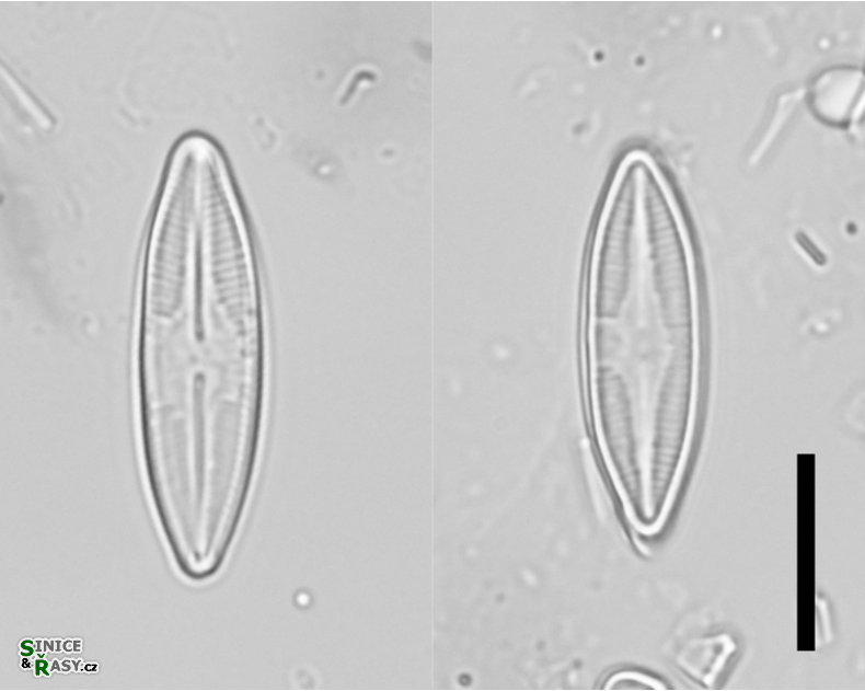 Nupela lapidosa