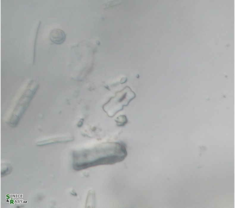 Cosmarium decedens