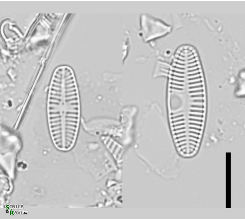 Planothidium lanceolatum