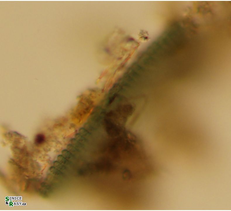 Microcrocis geminata