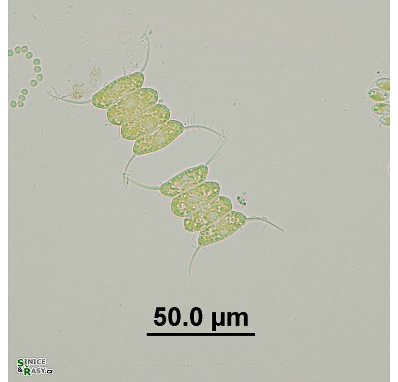 Desmodesmus communis
