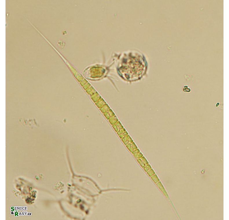 Schroederia setigera