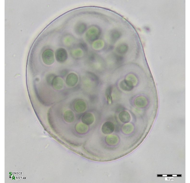 Gloeocapsa violascea