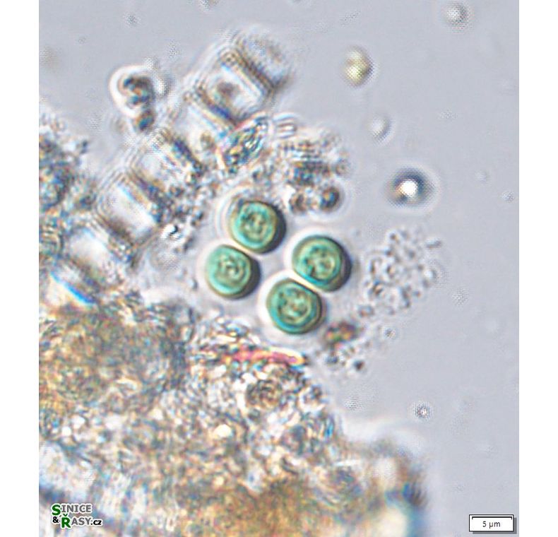 Chroococcus minutus