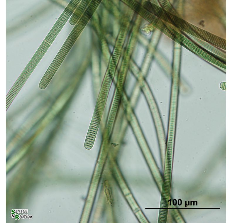 Oscillatoria engelmanniana